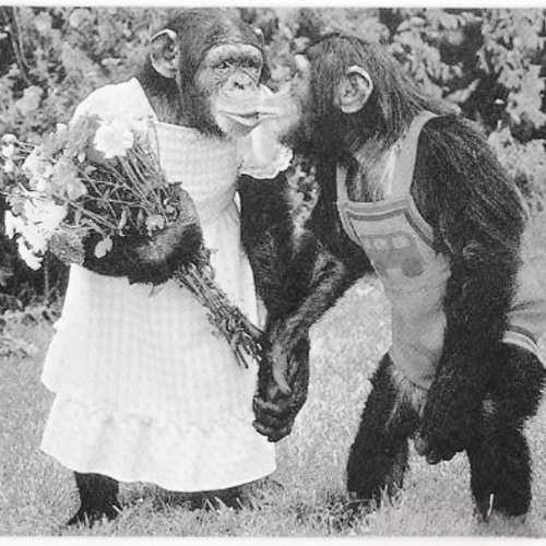 twomonkeysinlove (demo)
