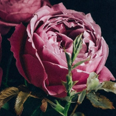la fiori [adore] 2025