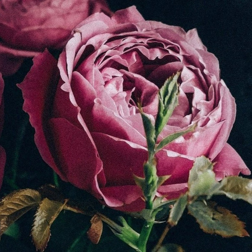 la fiori [adore] 2025