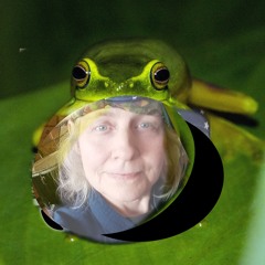 emerging spring - frog city - field recording plus