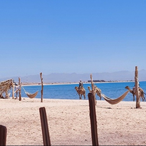 Running in Desert