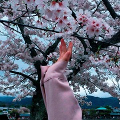 Sakura bløssøms