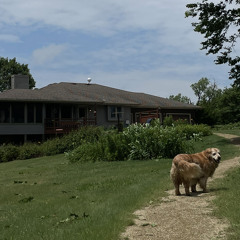 Take Care of Them Chickens