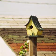 the sparrow part ii