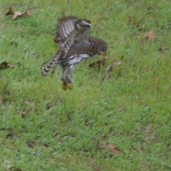 a discursive poem on the nature of green - 11_29_25, 2.24 PM