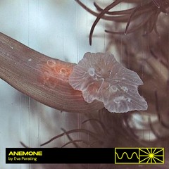 Anemone 06/25 by Eva Porating