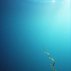 Just Above the Water