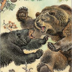 FIGHT LIKE BEARS-badguy012172004 #BASS CUPID