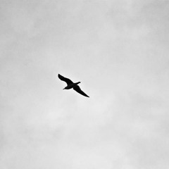 Blue Bird (by Lightnin' Hopkins)