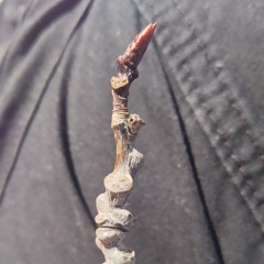 sucking Rich society