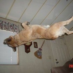 Doggy Flip