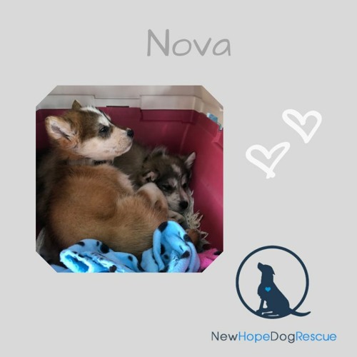 New Hope Dog Rescues Of The Month Jan 2021