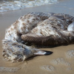 Seagull (Instrumental)