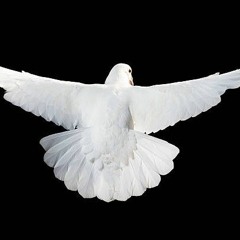 Fly Away Ft Stakkz, E&J