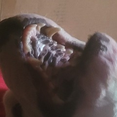 0ddibb0 heckhound (1).wav