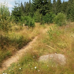Sounds among the grasses - hot summer meadow, Vitosha Mountain, SE Europe, 1600 m a.s.l