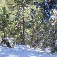 Winter Djinn