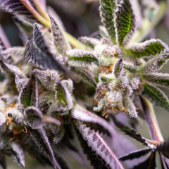 Metaanalyse: Cannabis hat Therapiepotenzial bei Krebs