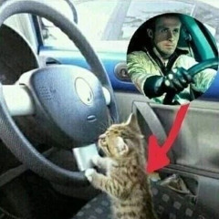 i just gotta brand new car!!!