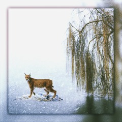 The Lynx In The Willows