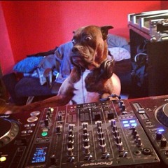 DJ Dog V4