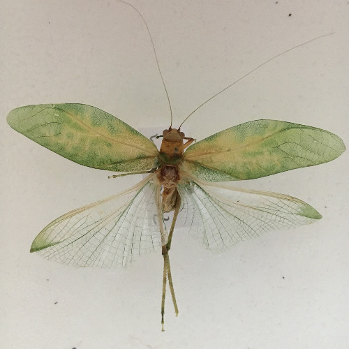 greater anglewing