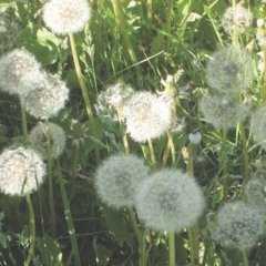 Do You Remember When I Bloomed?