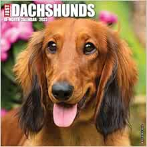 READ EBOOK √ Just Dachshunds 2023 Wall Calendar by Willow Creek Press KINDLE PDF EBOO