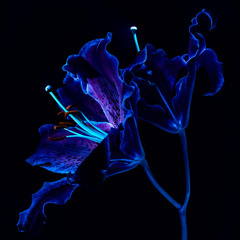 Glimmer