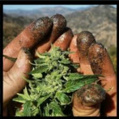 MARIHUANA & CHOCOLATE