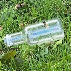 Blood // Water (BBS4MKE uptempo remix)