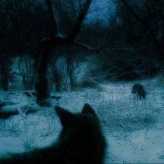 Akiaura, Olya Holiday - veil slowed + reverd