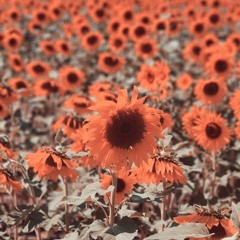 choice of passion (ft. downtempbowl)