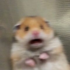 Opauci