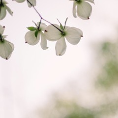 Body Scan 7-Min (The Mindful Christian)