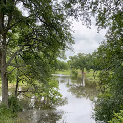 I Am a Tree with Roots!!