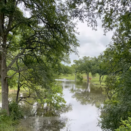 I Am a Tree with Roots!!