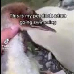 [check desc.] My duck Adam going for a swim meme