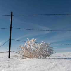 Just a Burn Animal Planet Live In Greenland 31 October 2000