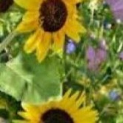 Wild Flower Billy Elish REMIX