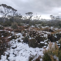 Deep winter set: Snowy high country