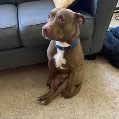 scrapped apotheosis slow section