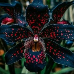 darkspring