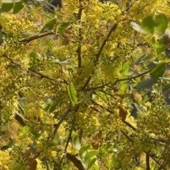 i miss u sometimes prod koda