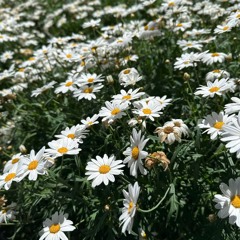 ĐỊA ĐÀNG (HOÀNG OANH) - 2N REMIX