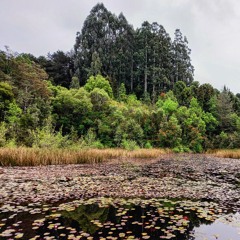 Minuto en laguna de los Lotos, Valdivia