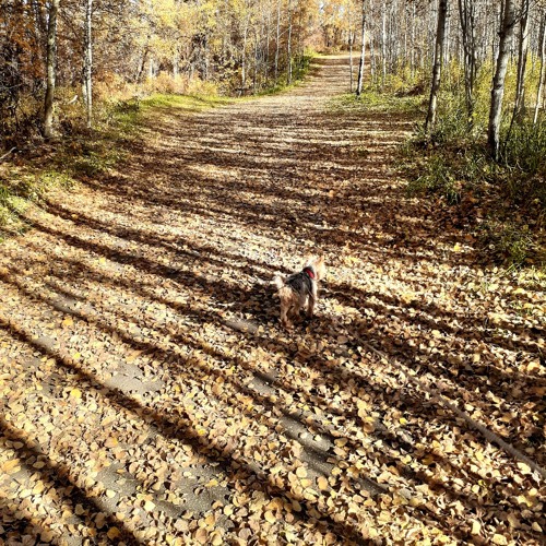 Walking the Fallen Leaves Path