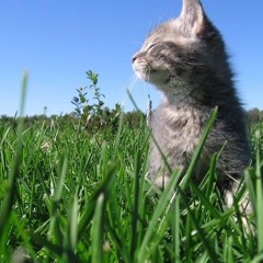 the love of life