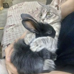 $LUDGEHAMMER - ATTACK DEM