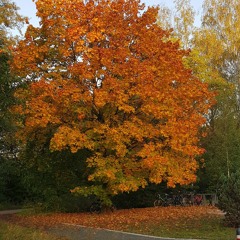 Everything-Nothing.mp3